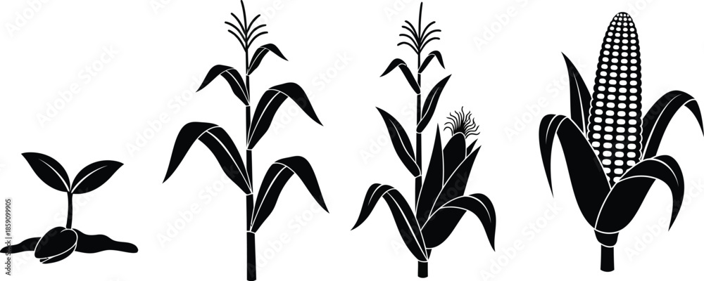 Obraz premium Corn plant growth stages illustration with leaves and cob on transparent background silhouette