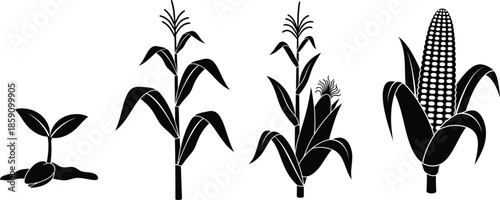 Corn plant growth stages illustration with leaves and cob on transparent background silhouette
