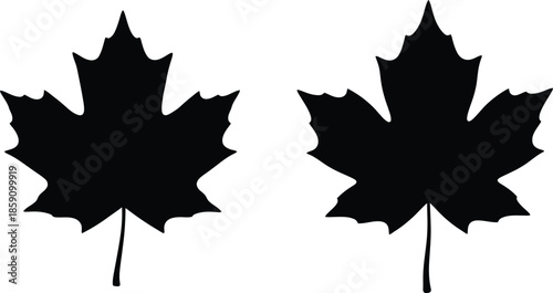 Two black maple leaves with stems a striking silhouette on transparent background