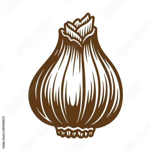 Vintage Brown onion illustration in a sketch style on white background  a single bulb with detailed lines