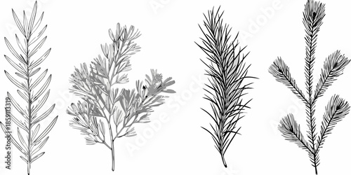 Detailed botanical illustration of various coniferous and leafy plant branches