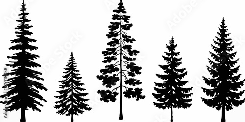 Silhouettes of coniferous trees against a stark white background