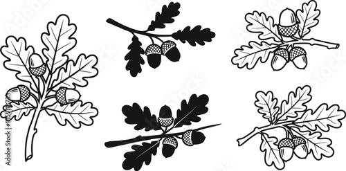 Detailed oak branch and acorn illustrations perfect for design on transparent background silhouette