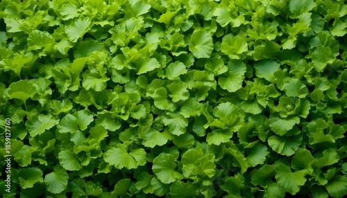Green Lettuce Leaves Texture Background: Fresh Panoramic Banner Design with Natural Organic Foliage Pattern, Healthy Food Concept, Vibrant Green Tones, and Farm-Fresh Visual Appeal