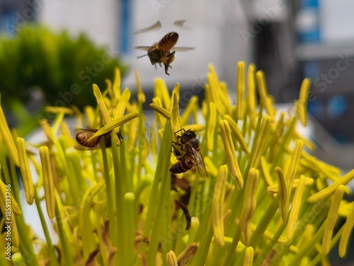 Busy Bees Collecting Nectar on a Spiky Yellow Flower