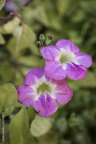 A close up of a purple Asystasia Gangetica flower with a blurry background