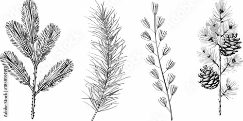 Detailed botanical illustration of pine branches needles and cones in monochrome