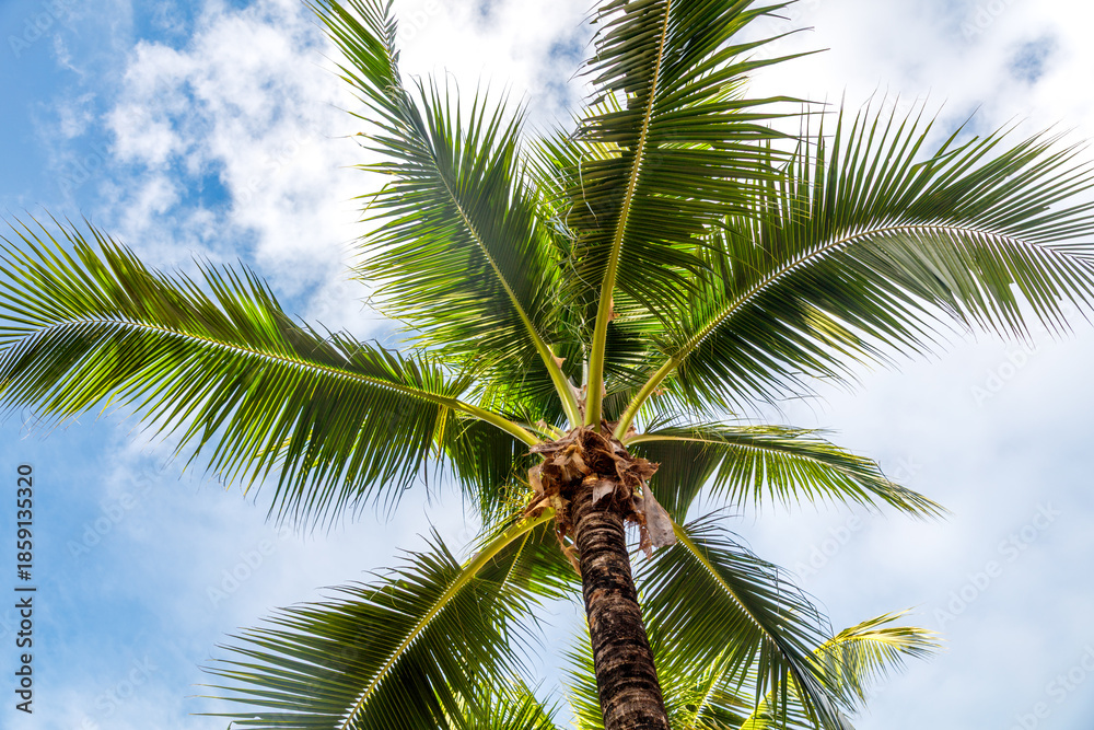 Fototapeta premium A palm tree with a brown trunk and green leaves