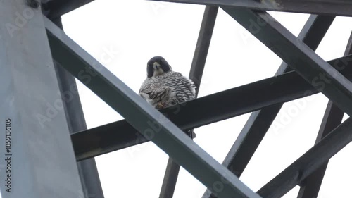 A hunting Peregrine Falcon, Falco peregrinus, perching high up on a electricity pylon on a windy day in winter.
