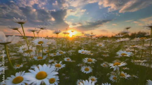 Wild Daisy Meadow: Sunset Landscape View