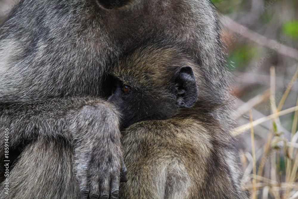 Obraz premium Baboon hugging mom