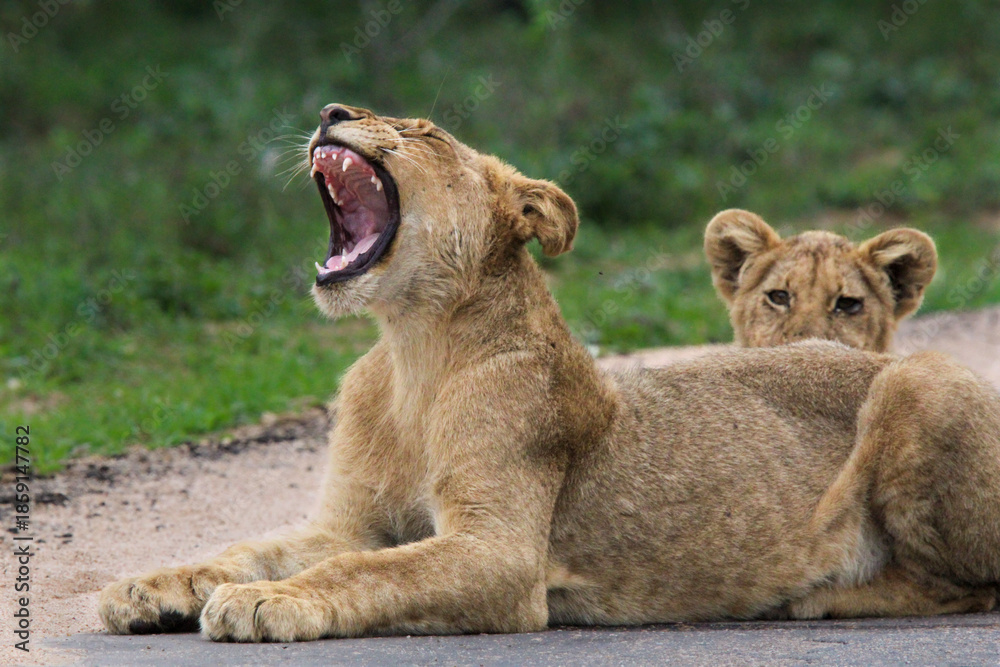 Obraz premium lion cubs