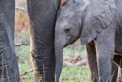 Canvas Print Baby elephant leaning against mom