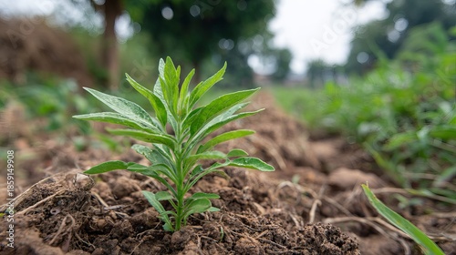 Young withania plant growing in countryside field, dicot traits