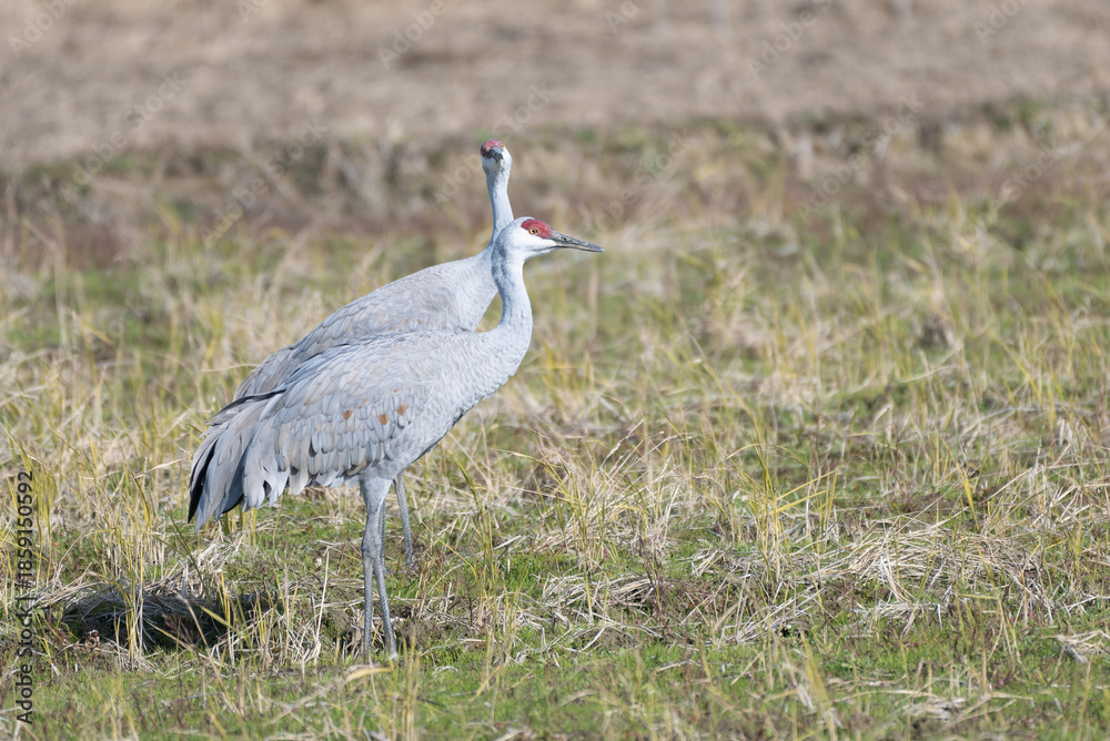 Naklejka premium Pair of Sandhill Cranes