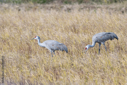 Canvas Print Pair of Sandhill Cranes