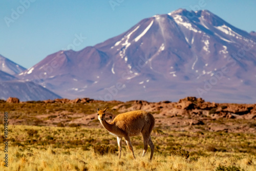 Guanaco in grassland with Andes mountain in background near Atacama