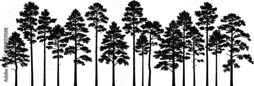 Black pine trees silhouette forest landscape vector illustration, coniferous evergreen woodland panorama, isolated fir timber design elements on white background for outdoor