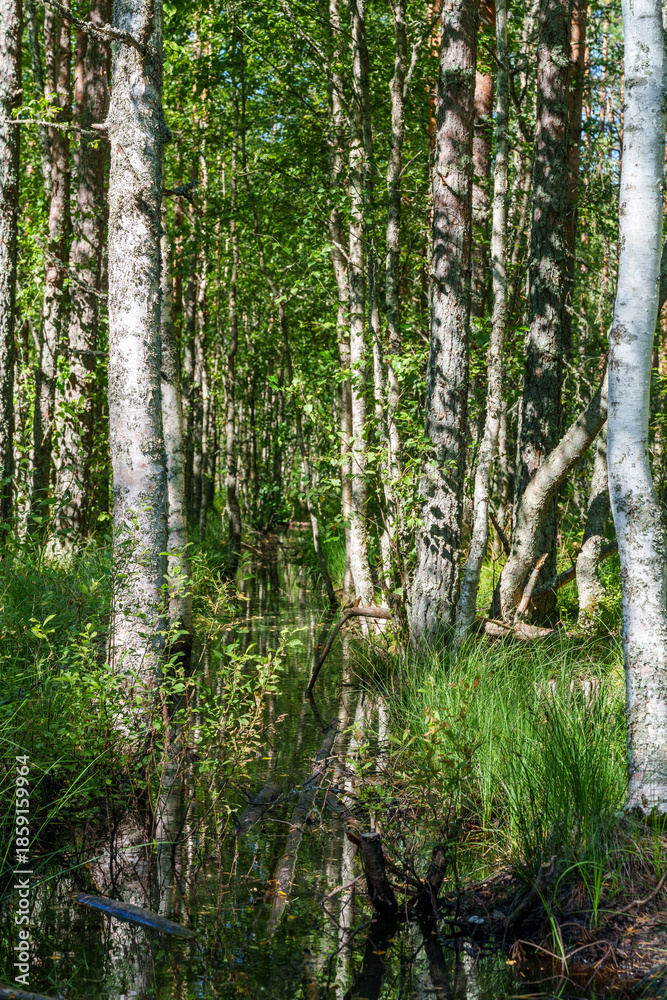Obraz premium Sunny birch forest with vibrant green sphagnum moss and tall grass in a pristine Estonian bog landscape