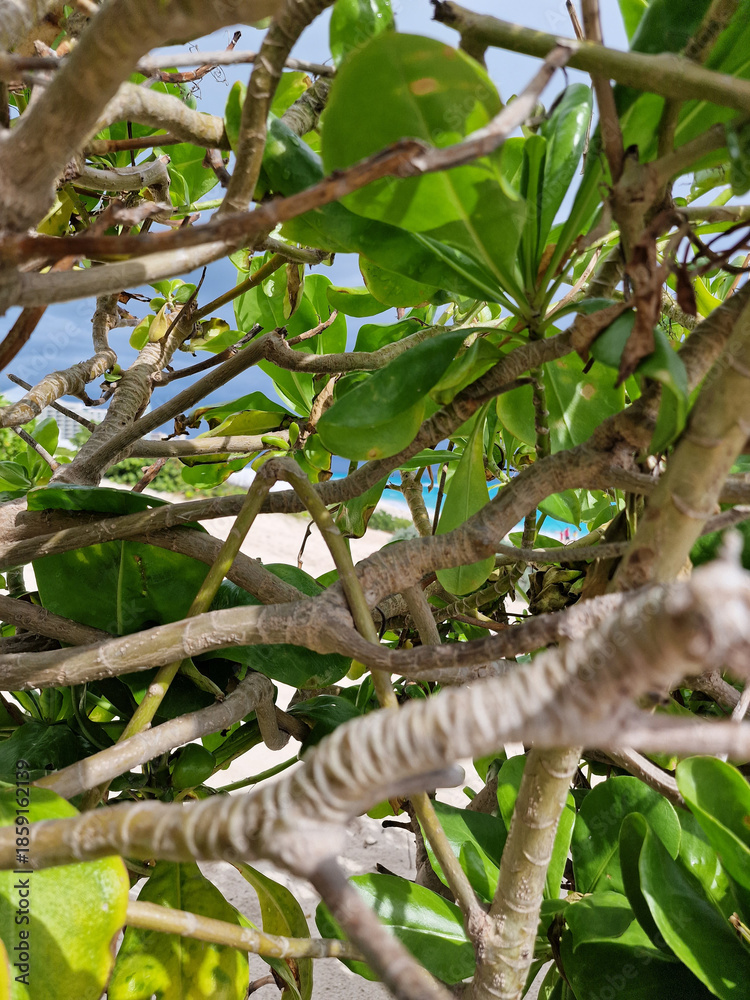Fototapeta premium Detail of Mexican Coastal Vegetation with Glimpse of Blue Sky and Beach in the Background