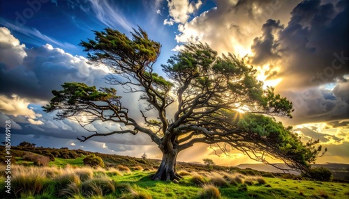 Majestic windswept tree against a dramatic sunset sky, natures beauty.