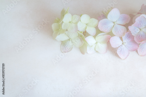 Soft pastel hydrangeas in blush and cream tones with gentle lighting
