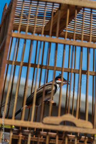 Red-whiskered Bulbul Singing Inside Traditional Wooden Birdcage