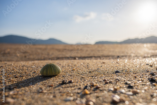 Sea Urchin on Sandy Beach with Soft Focus Mountain Background