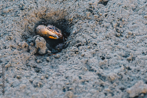 Fiddler Crab Emerging from Mud Burrow at Low Tide