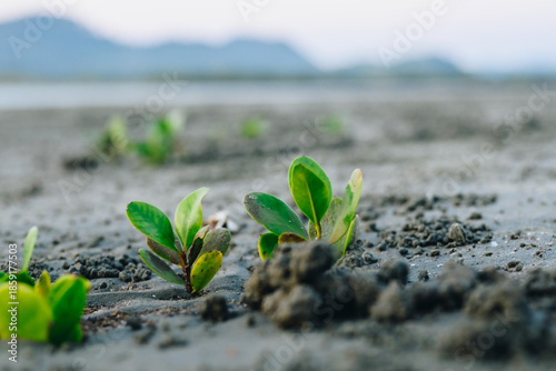 Young Mangrove Seedlings Emerging from Coastal Mudflat