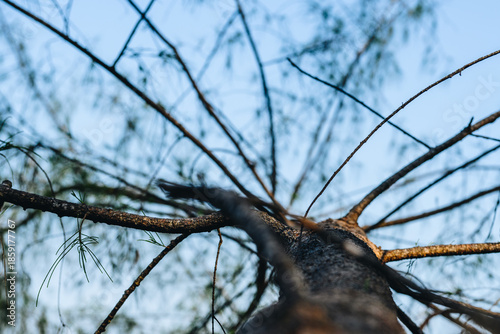 Looking Up a Coastal Pine Tree Against Blue Sky
