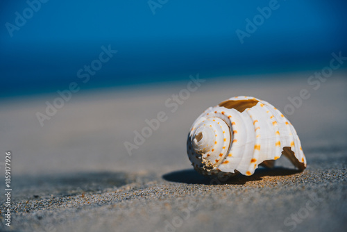 Seashell on Smooth Sand with Blue Ocean Background