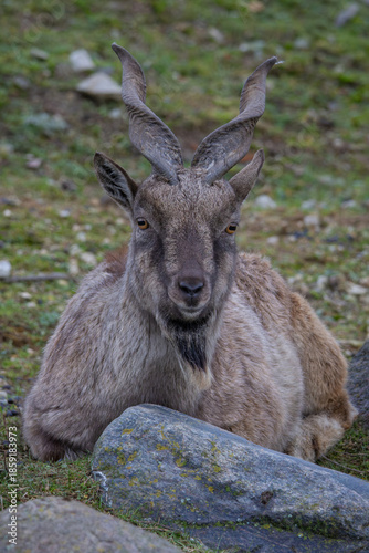 Turkmenian markhor, Capra falconeri heptneri.