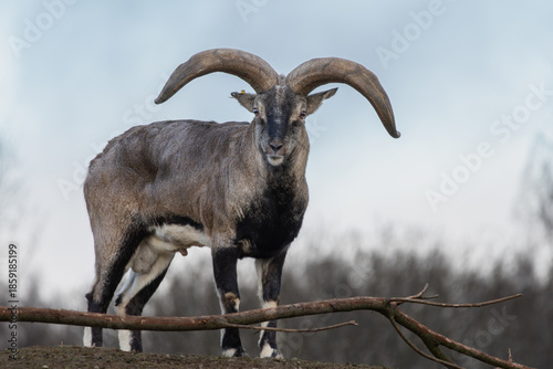 Bharal or Himalayan blue sheep or naur