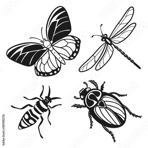 Insect and butterfly illustrations