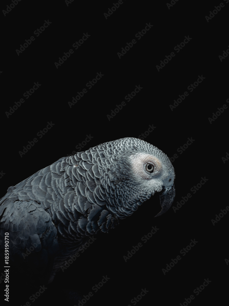 Obraz premium A side profile of an African Grey parrot, highlighting the beautiful scalloped pattern of its silver-grey feathers.