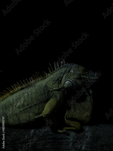 Foto A side profile of a Green Iguana, highlighting its spiked dorsal crest and large circular jowl scale