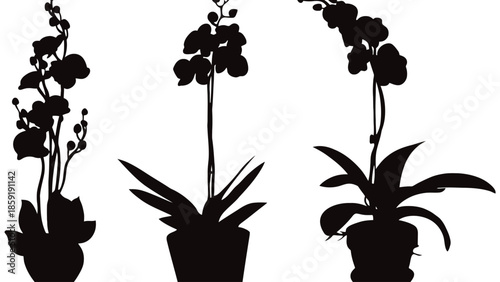Elegant orchid plants in silhouette, showcasing delicate blooms and foliage on a clean white background.