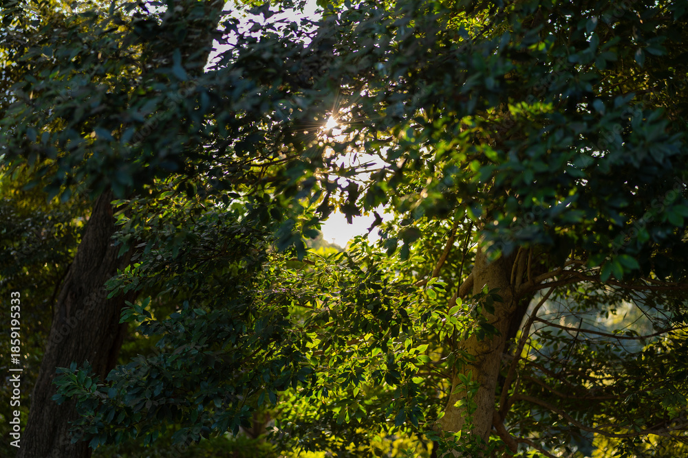 Obraz premium 葉と光