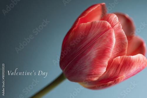 Red Tulip for Valentine's Day. Close-up red tulip on a blue background, perfect for Valentine's Day designs and romantic themes.