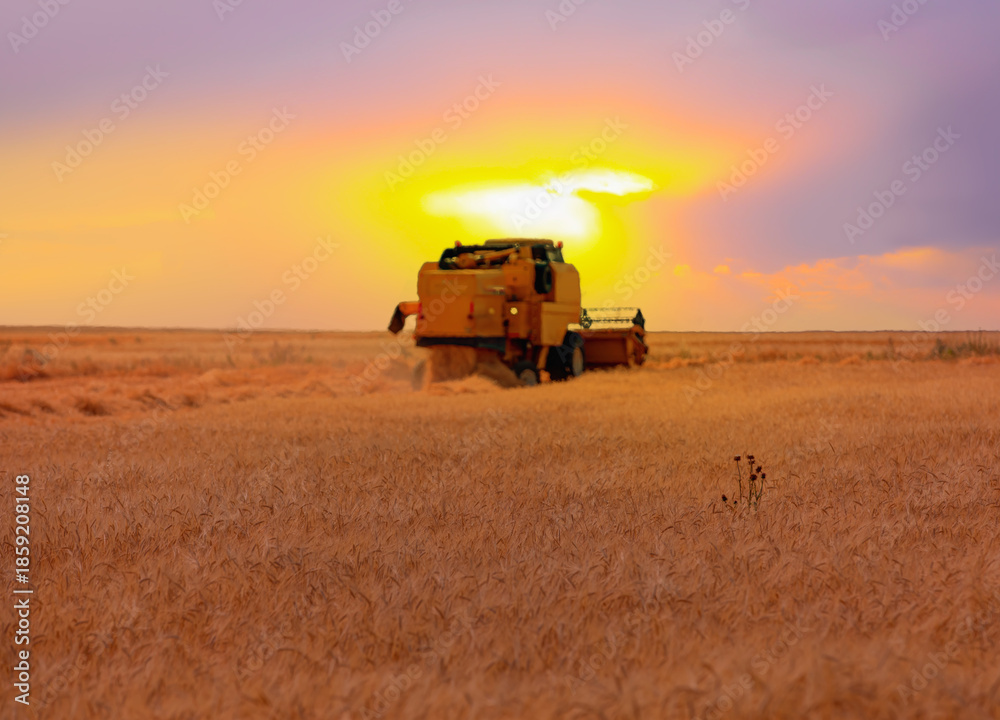 Fototapeta premium Combine harvester harvesting wheat field with amazing sunset sky