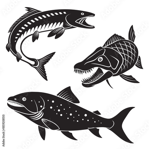 Illustrations of three fish
