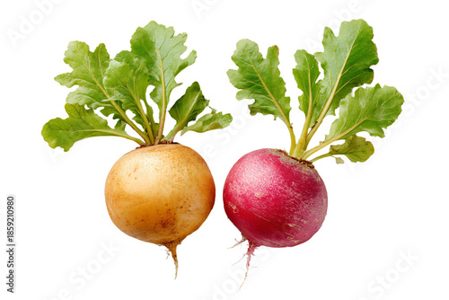 Golden and Red Radishes on White Background
