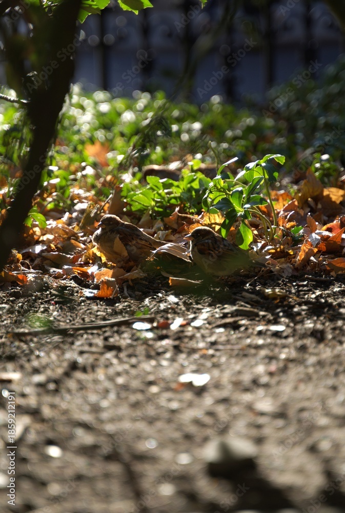 Obraz premium ฟ ิรพก ฟืก autumn leaves on the ground รื ะ้ำ ๊ฆฤ