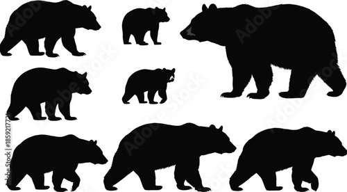 Set of black grizzly and polar bear silhouettes in various walking and standing poses, isolated vector illustrations for wildlife and forest nature designs,