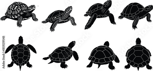 Set of turtle silhouettes and land tortoise icons, organic reptile shell shapes, wildlife animal nature graphics, black vector illustration, isolated for creative design.