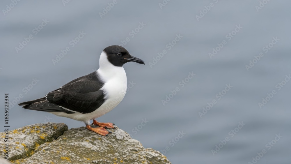 Fototapeta premium Close-up portrait of a distinct black and white seabird perched on a coastal rock with the calm