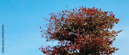 Autumn tree branches with red and orange leaves against a clear blue sky. Natural seasonal background with vibrant foliage, outdoor nature scene, minimal composition, and copy space.