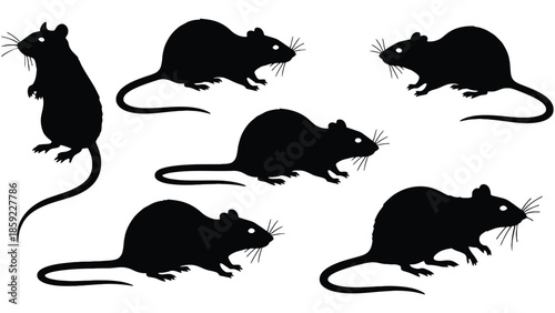 Silhouettes of seven rats are displayed against a white background.