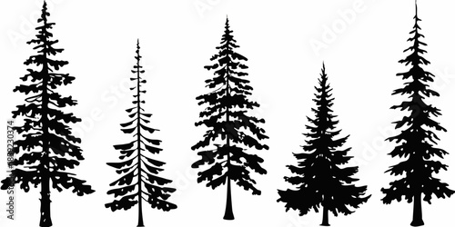 Silhouettes of coniferous trees against a plain white background